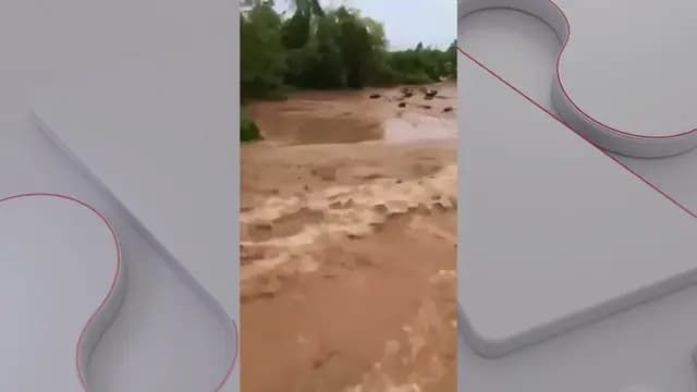 JP Contra Fake News: Imagens de gado sendo arrastado por enchente são de julho de 2020